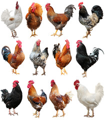 Chicken Colorful Rooster isolated on a white background. Symbol 2017, according to the Eastern...
