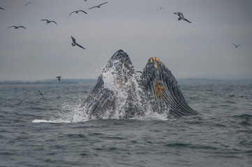 Humpback Whales in feeding frenzy Pacific Coast California