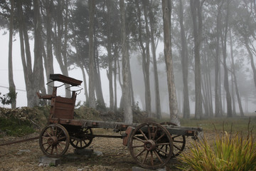 Fototapeta na wymiar stage-coach n eucalyptus in fog