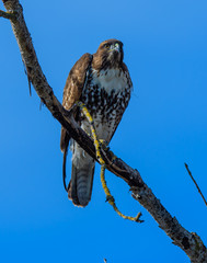 Redtail hawk perching on branchrds