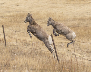 Double Up - Two bighorn sheep (one ewe, one yearling) easily vault over a fence from a standing...