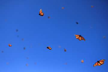 Monarch Butterflies in Michoacan, Mexico, millions are migrating every year and waking up with the sun.