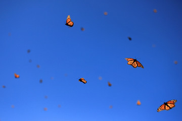 Monarch Butterflies in Michoacan, Mexico, millions are migrating every year and waking up with the...