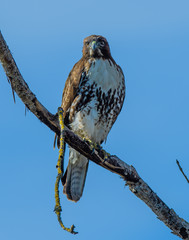 Redtail hawk perching on branch surveying a flock of waterbirds