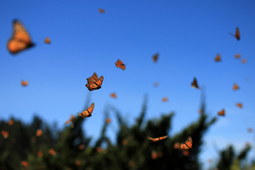 Monarch Butterflies in Michoacan, Mexico, millions are migrating every year and waking up with the...