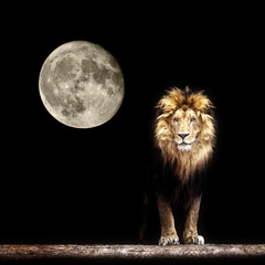 Portrait of a Beautiful lion, lion in the dark and moon