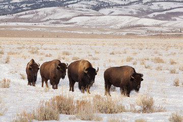 Winter Bison in the Tetons