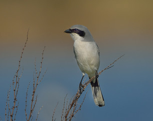 A Shrike famous for sticking his insect victims on thorns