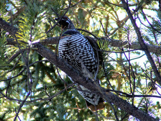 Grouse