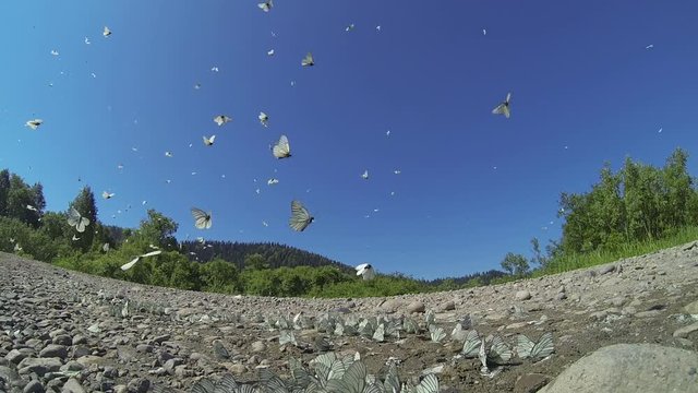 cabbage butterfly pierid