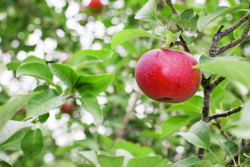 Obraz premium Big Red Lobo Apple Ripe and ready for picking from the tree
