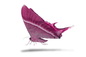 Butterfly isolated on white background