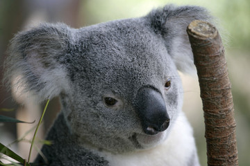 koala bear © danheller