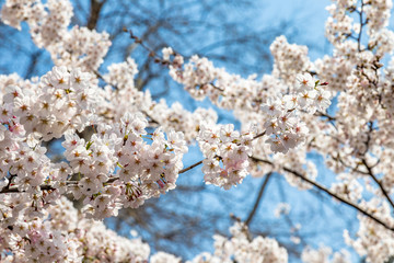 Blooming Cherry blossoms in Zhongshan Park in Spring, Qingdao, China