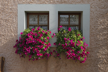 Fototapeta na wymiar petunias in window