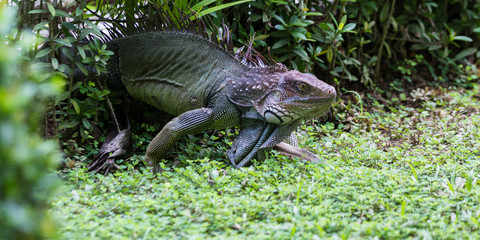spiny tailed iguana - Ctenosaura
