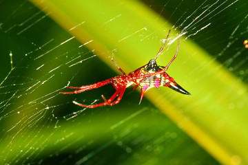 Arrowshaped Micrathena Spider (Micrathena sagittata)