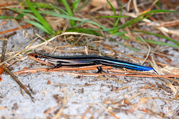Southeastern Five-lined Skink (Plestiodon inexpectatus)