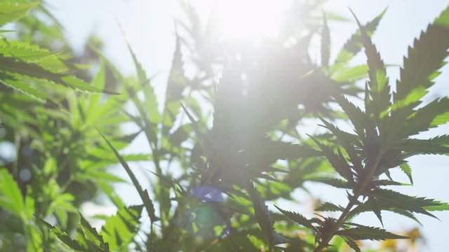 CLOSE UP, DOF: Amazing hemp plants flowering and swaying in summer wind
