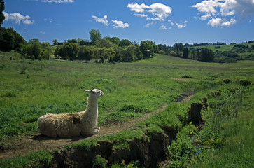 llama on grass