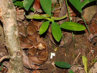 Copperhead Snake Alabama Wildlife