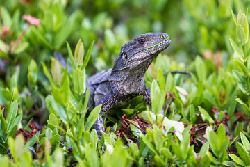 Fototapeta premium Club tailed iguana - Ctenosaura quinquecarinata.