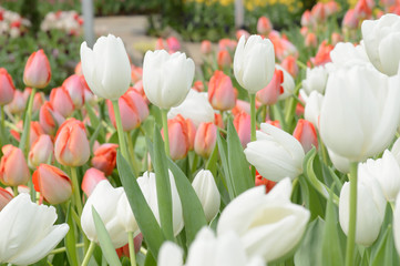colorful tulips. tulips in spring,colourful tulip.