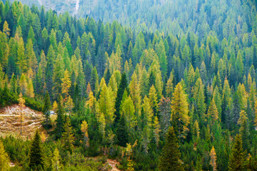 Aerial view of green pine forest in Dolomites Alps