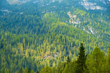 Aerial view of green pine forest in Dolomites Alps