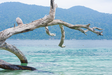 Dead Tree at Adang Rawee Beach  Thailand
