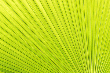 Obraz premium Sugar palm leaf texture background