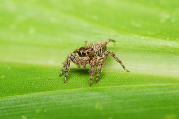 spider on green leave, spider, green