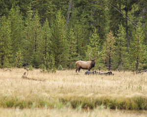 Naklejka na ściany i meble Large bull elk grazing in forest