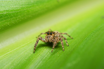 spider on green leave, spider, green