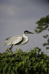 Fauna of Brazilian Pantanal