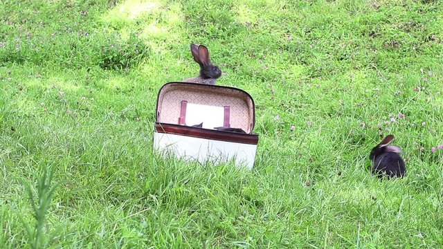 Rabbits wash sitting in a bag and then flee