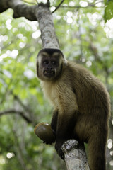Capuchin Monkey