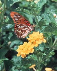brushfooted bfly