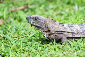 Fototapeta premium Tropical Iguana in Costa Rica