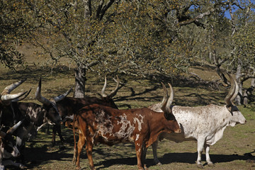 watusi cattle