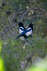 two blue wing birds