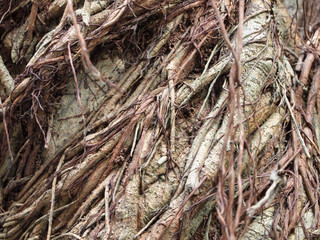 trunk of the tree