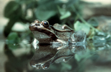 frog