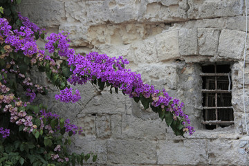 purple bougainvillea n window