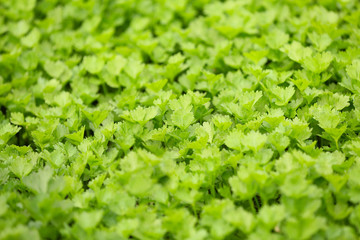 Young plants background