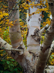 Peeling Bark of a Birch Tree in Autumn