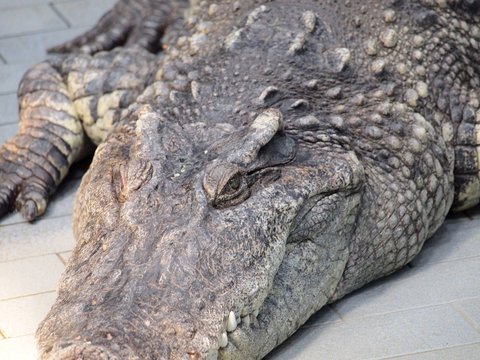 Crocodile Eyes Detail Close Up