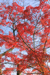 Maple autumn leaves background