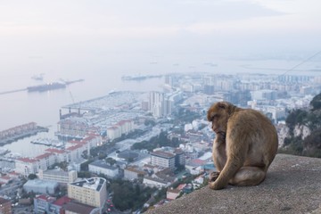 Thinking Barbary Macaque in Gibraltar 