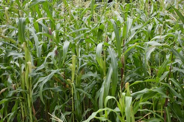 corn tree in country farm Thailand